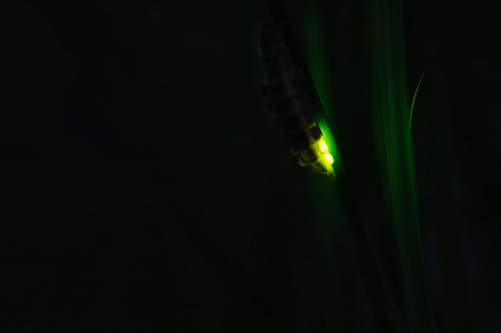Common glow-worm in Midsummer night